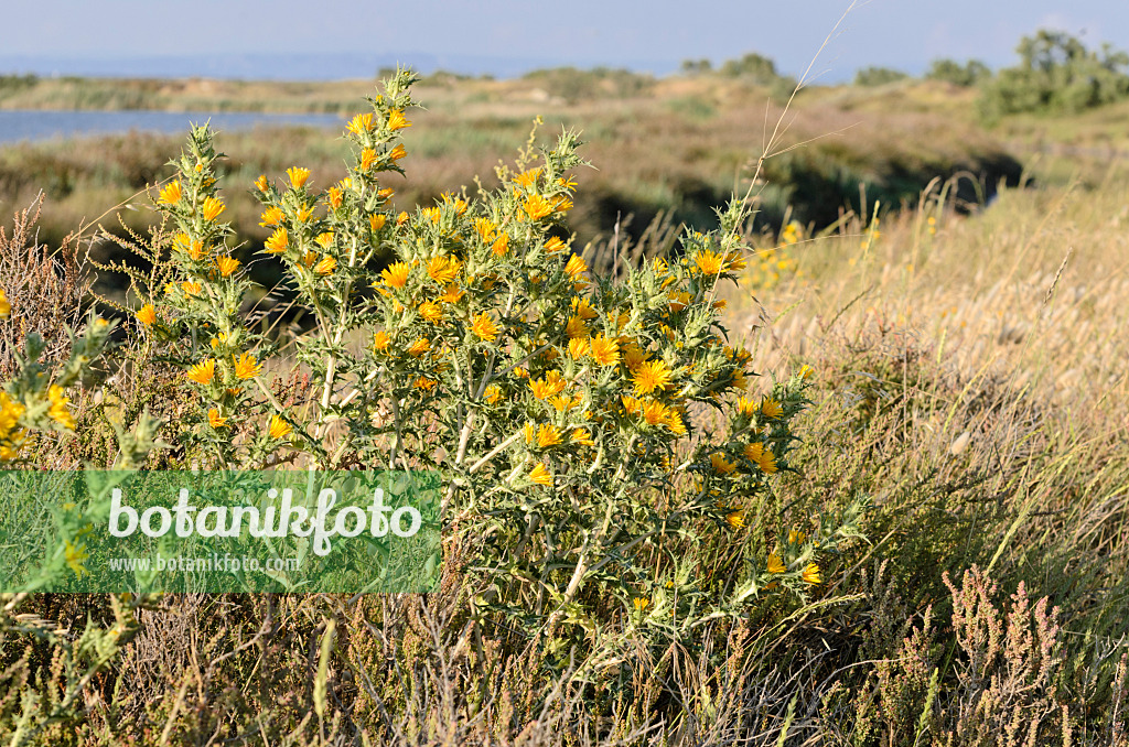 557273 - Common golden thistle (Scolymus hispanicus), Camargue, France