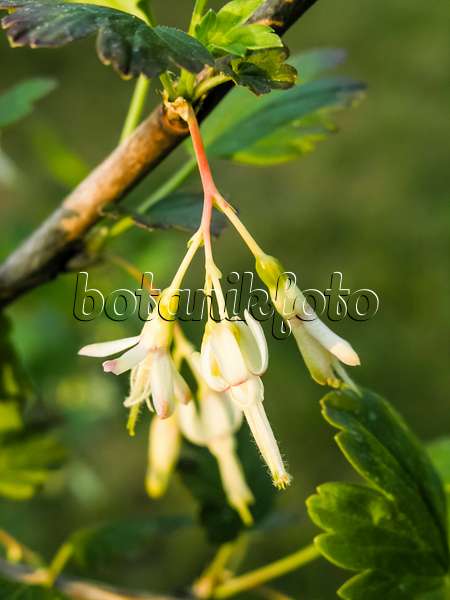 424150 - Common gooseberry (Ribes divaricatum)