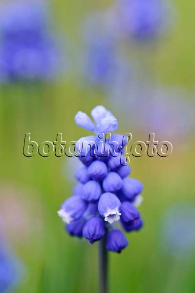 471028 - Common grape hyacinth (Muscari neglectum)