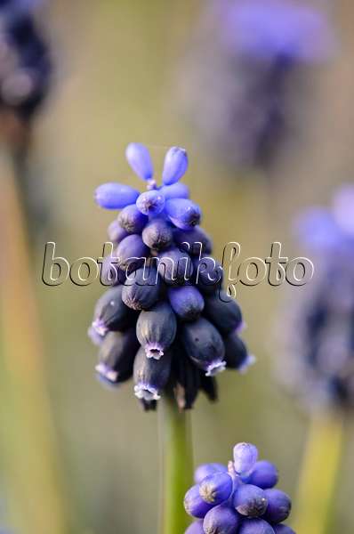 543008 - Common grape hyacinth (Muscari neglectum)
