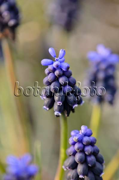 543009 - Common grape hyacinth (Muscari neglectum)