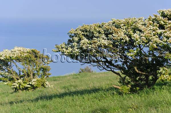 533377 - Common hawthorn (Crataegus monogyna), Beachy Head, South Downs National Park, Great Britain