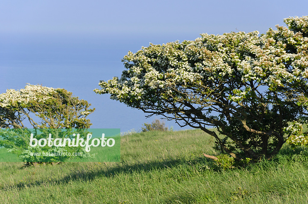 533377 - Common hawthorn (Crataegus monogyna), Beachy Head, South Downs National Park, Great Britain