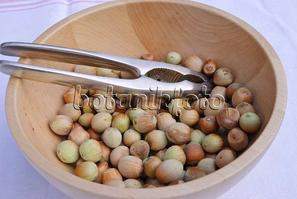 483043 - Common hazels (Corylus avellana) in a wooden bowl