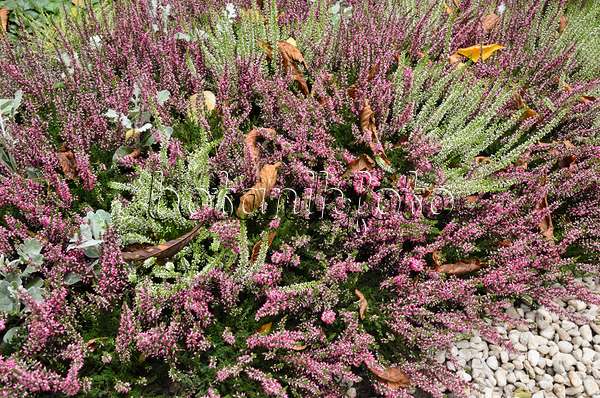524050 - Common heather (Calluna vulgaris)