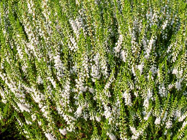 464027 - Common heather (Calluna vulgaris 'Alba Erecta')