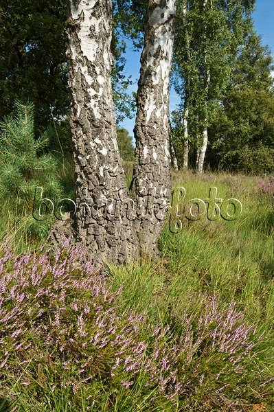 511276 - Common heather (Calluna vulgaris) and birches (Betula), De Meinweg National Park, Netherlands