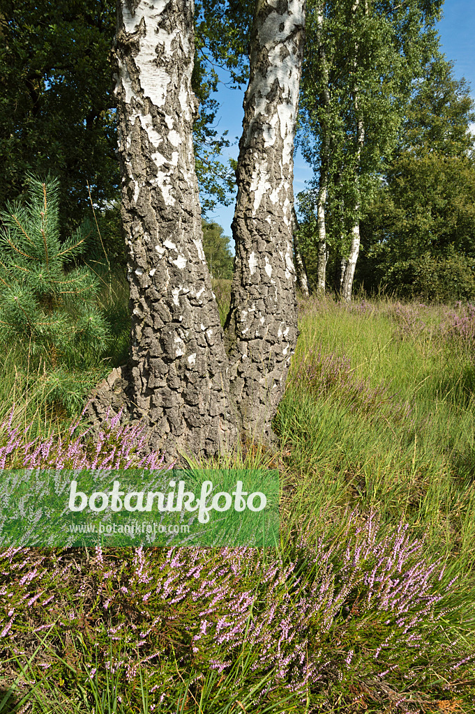 511276 - Common heather (Calluna vulgaris) and birches (Betula), De Meinweg National Park, Netherlands