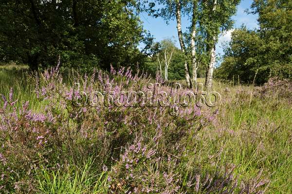 511277 - Common heather (Calluna vulgaris) and birches (Betula), De Meinweg National Park, Netherlands