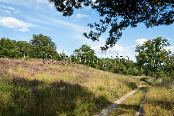 511278 - Common heather (Calluna vulgaris), De Meinweg National Park, Netherlands