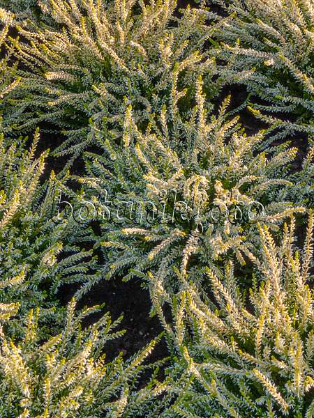 405065 - Common heather (Calluna vulgaris 'Garden Girls Sandy')