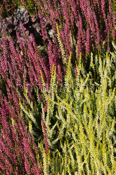 547381 - Common heather (Calluna vulgaris 'Garden Girls Sandy' and Calluna vulgaris 'Rote Schlesierperle')