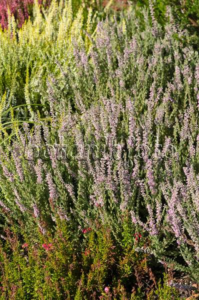 547382 - Common heather (Calluna vulgaris 'Garden Girls Silvana')