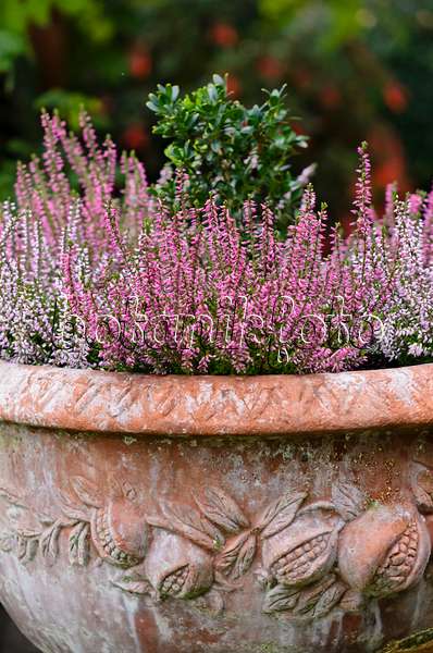 524185 - Common heather (Calluna vulgaris) in a flower tub
