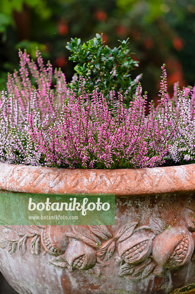 524185 - Common heather (Calluna vulgaris) in a flower tub