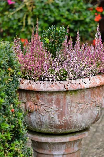 524186 - Common heather (Calluna vulgaris) in a flower tub