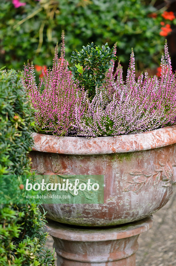 524186 - Common heather (Calluna vulgaris) in a flower tub