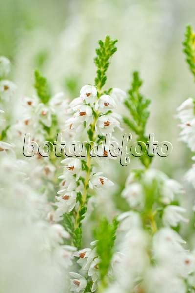489007 - Common heather (Calluna vulgaris 'Kerstin Jacke')