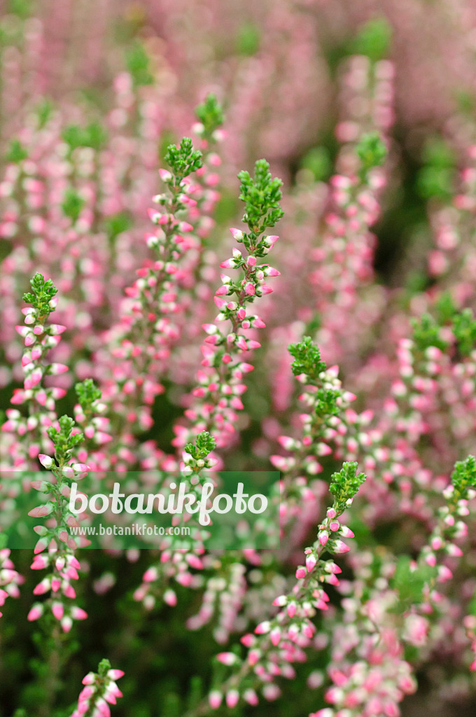 489011 - Common heather (Calluna vulgaris 'Siska')