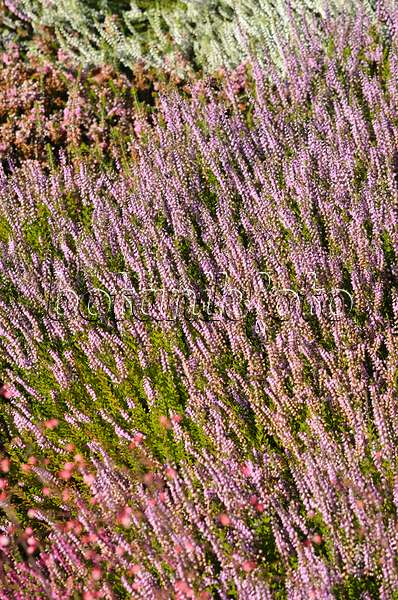 547383 - Common heather (Calluna vulgaris 'Spring Torch')