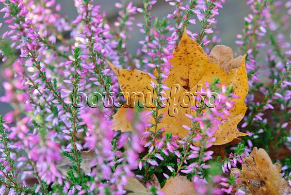 517008 - Common heather (Calluna vulgaris) with maple leaf