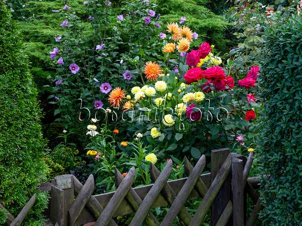 463149 - Common hibiscus (Hibiscus syriacus), dahlias (Dahlia) and roses (Rosa)