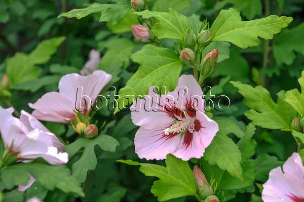 517184 - Common hibiscus (Hibiscus syriacus 'Hamabo')