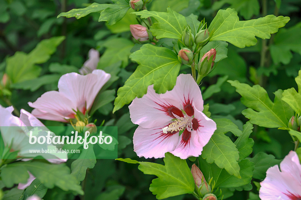 517184 - Common hibiscus (Hibiscus syriacus 'Hamabo')