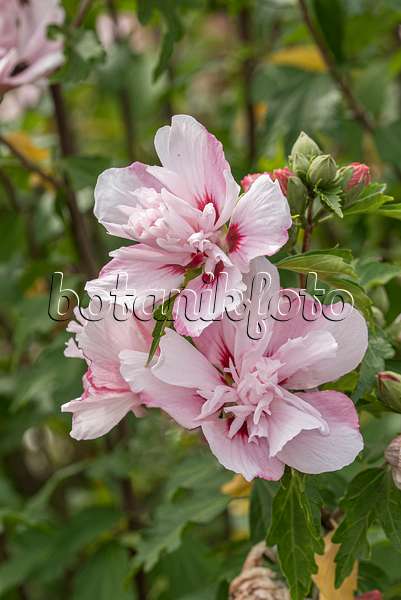 607067 - Common hibiscus (Hibiscus syriacus 'Lady Stanley')