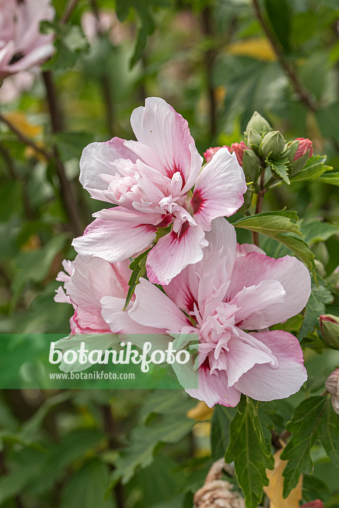 607067 - Common hibiscus (Hibiscus syriacus 'Lady Stanley')