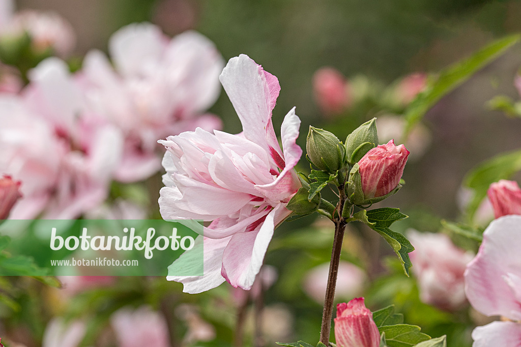 607068 - Common hibiscus (Hibiscus syriacus 'Lady Stanley')