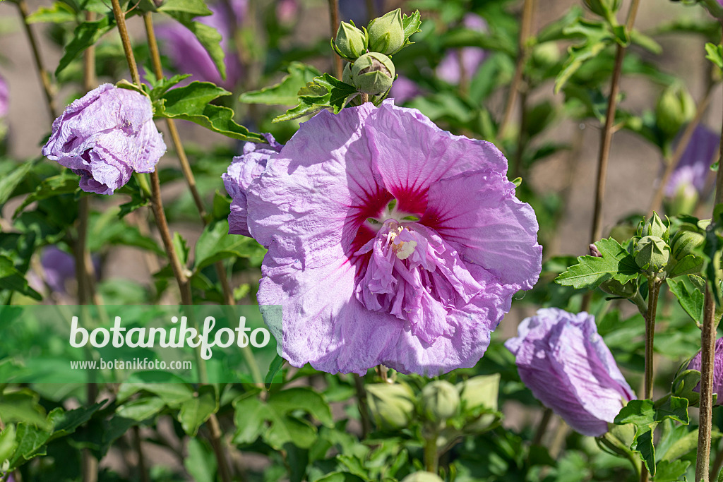 607088 - Common hibiscus (Hibiscus syriacus 'Lavander Chiffon')