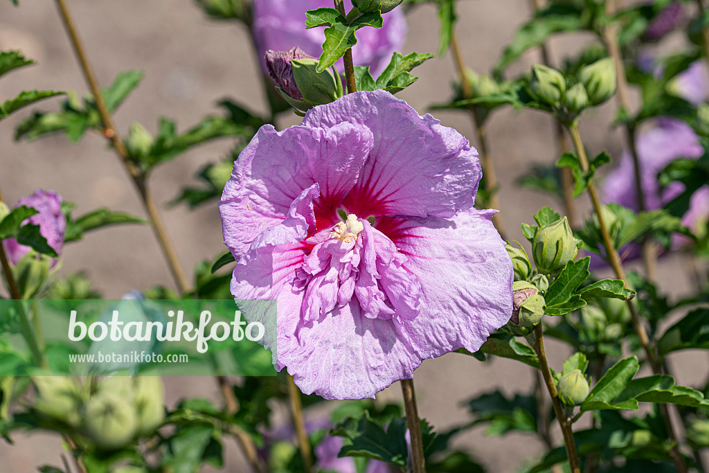 607089 - Common hibiscus (Hibiscus syriacus 'Lavander Chiffon')