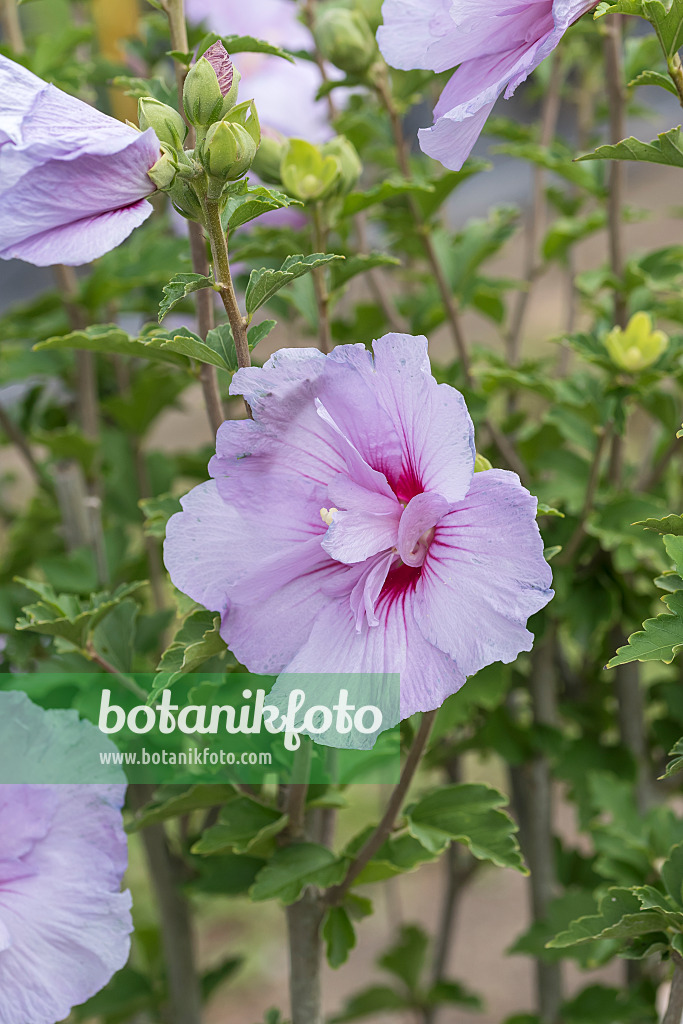 638120 - Common hibiscus (Hibiscus syriacus 'Lavander Chiffon')