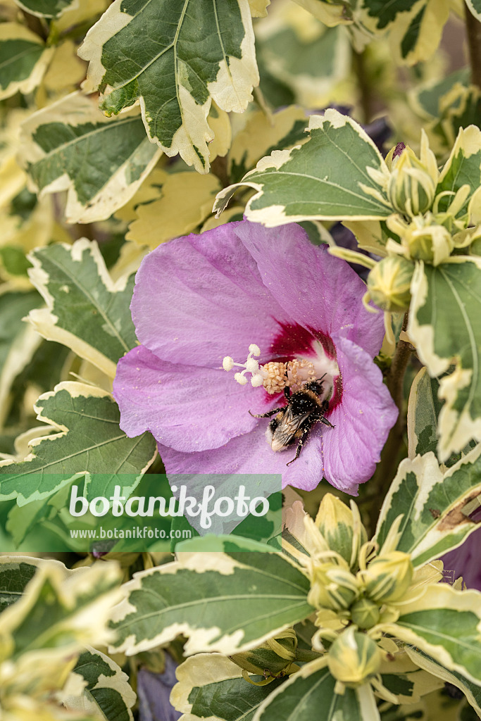 607071 - Common hibiscus (Hibiscus syriacus 'Meehanii')