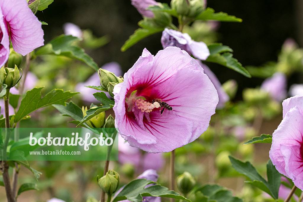 607073 - Common hibiscus (Hibiscus syriacus 'Mingravi4')