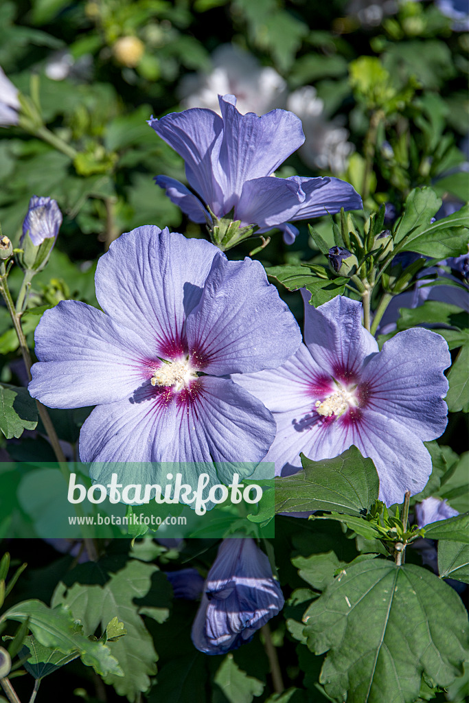 607074 - Common hibiscus (Hibiscus syriacus 'Oiseau Bleu')