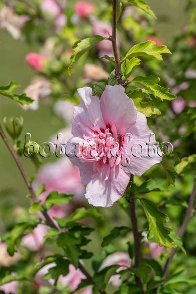 607091 - Common hibiscus (Hibiscus syriacus 'Pink Chiffon')