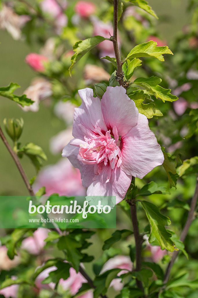 607091 - Common hibiscus (Hibiscus syriacus 'Pink Chiffon')