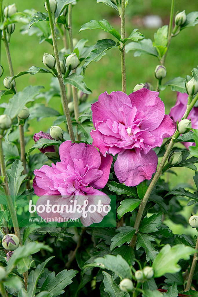 607092 - Common hibiscus (Hibiscus syriacus 'Purple Ruffles')