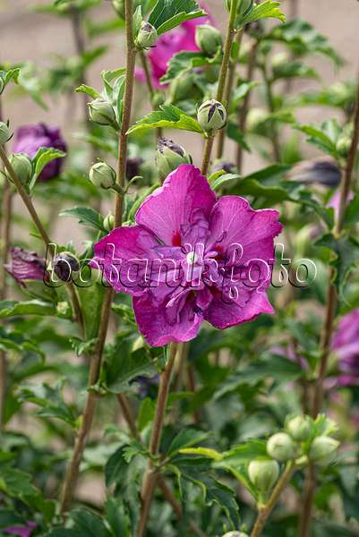607093 - Common hibiscus (Hibiscus syriacus 'Purple Ruffles')