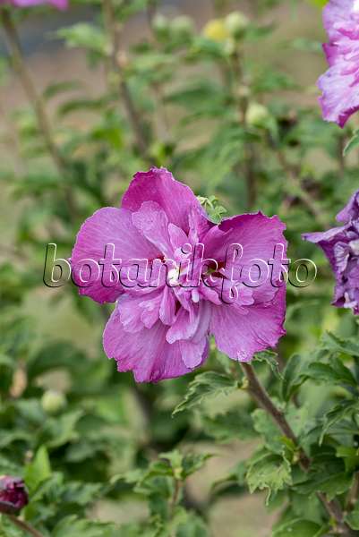 638121 - Common hibiscus (Hibiscus syriacus 'Purple Ruffles')