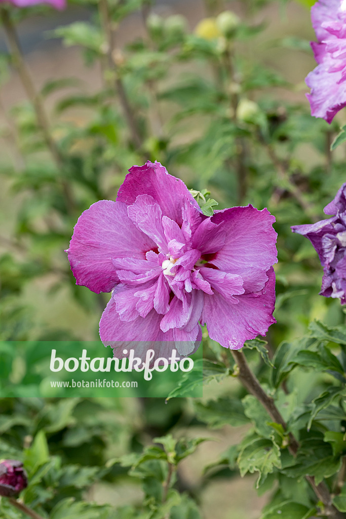 638121 - Common hibiscus (Hibiscus syriacus 'Purple Ruffles')