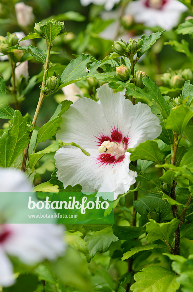 522080 - Common hibiscus (Hibiscus syriacus 'Red Heart')