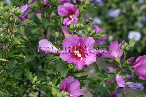 607077 - Common hibiscus (Hibiscus syriacus 'Silke')
