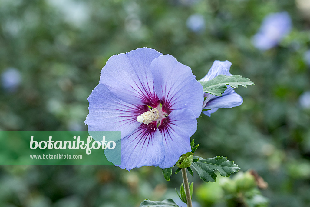 638122 - Common hibiscus (Hibiscus syriacus 'Ultramarine')