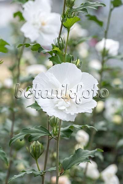 638123 - Common hibiscus (Hibiscus syriacus 'White Chiffon')