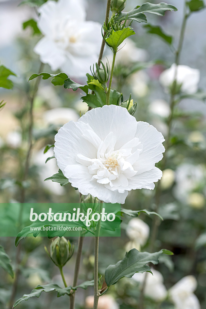 638123 - Common hibiscus (Hibiscus syriacus 'White Chiffon')