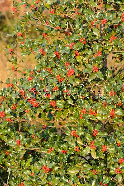 551018 - Common holly (Ilex aquifolium)