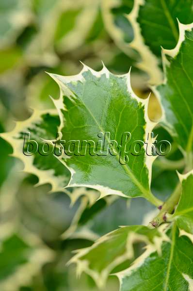 521310 - Common holly (Ilex aquifolium 'Argentea Marginata')